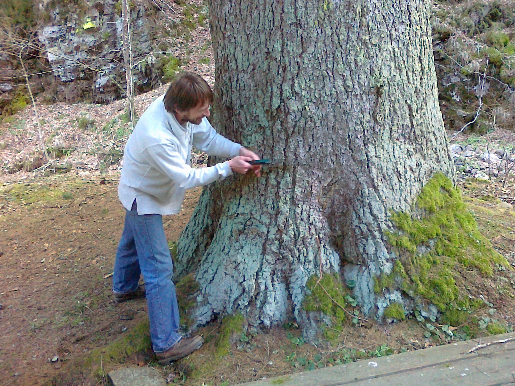 Image of <i>Picea abies</i>