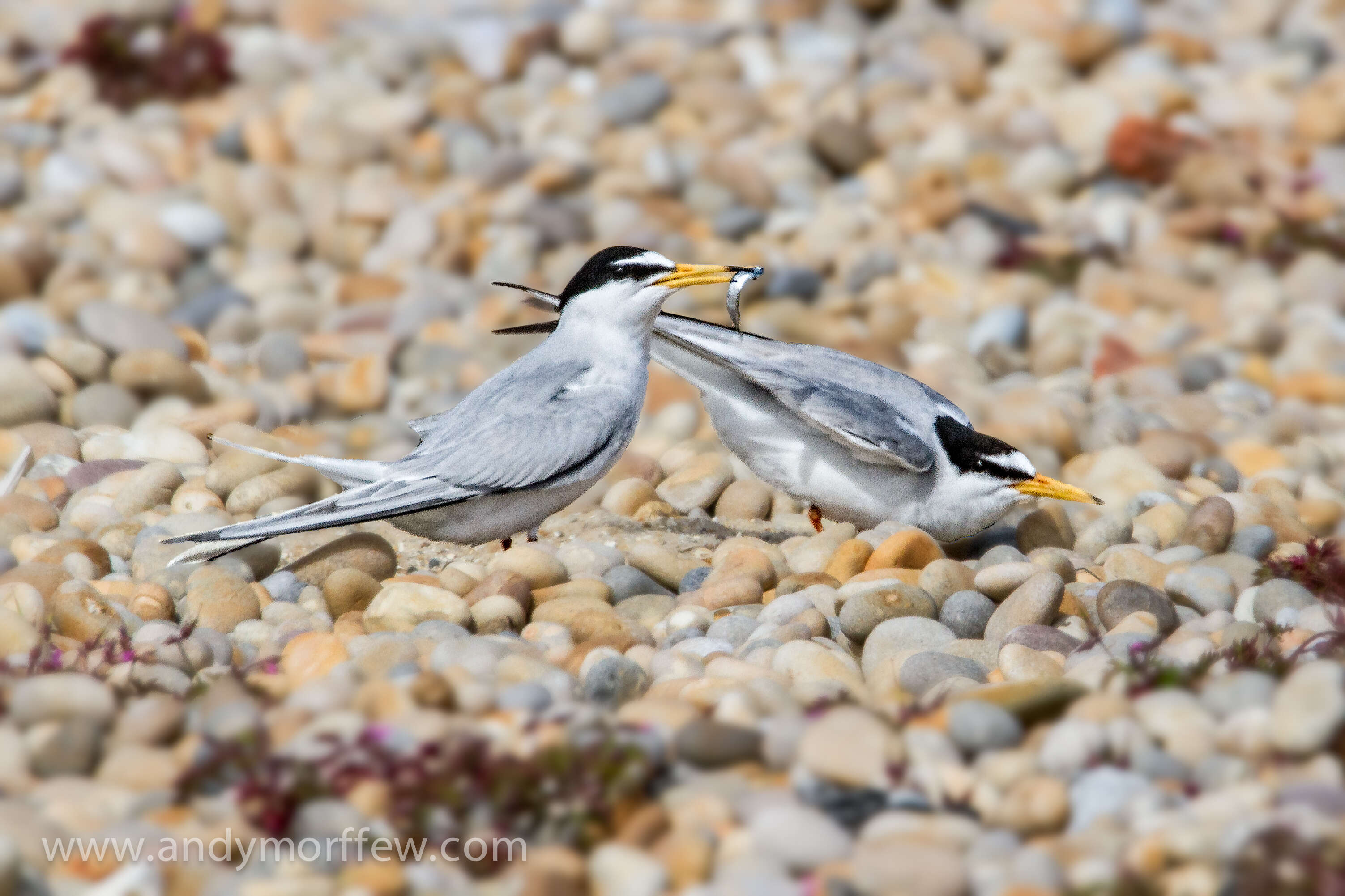 Image of Little Tern