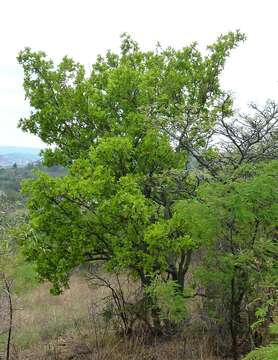 Imagem de Combretum zeyheri Sond.