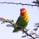 Image of Fischer's Lovebird
