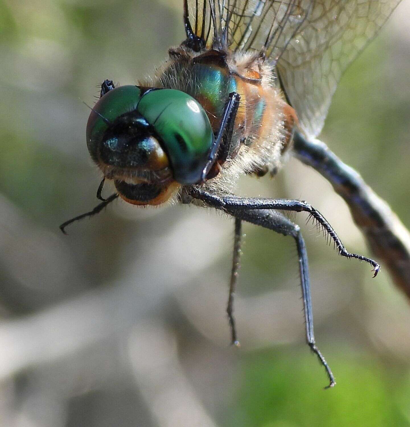 Image of Kennedy's Emerald