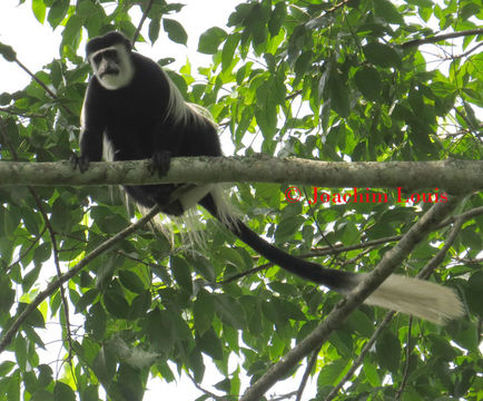Image of <i>Colobus guereza occidentalis</i> (de Rochebrune 1887)