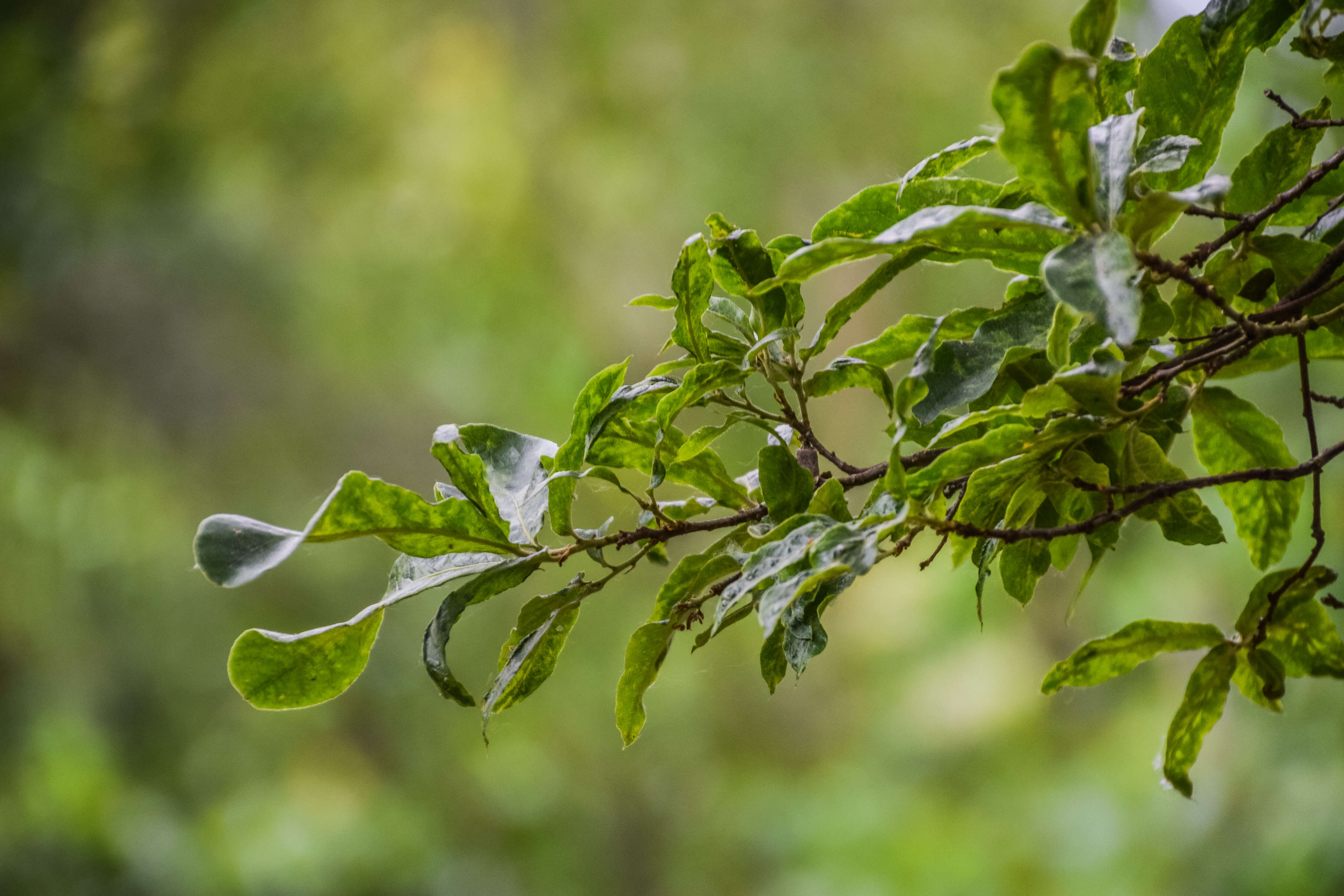 Imagem de Quercus crispipilis Trel.