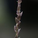 Image of <i>Eragrostis capensis</i>