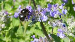 Image of Anthophora retusa (Linnaeus 1758)