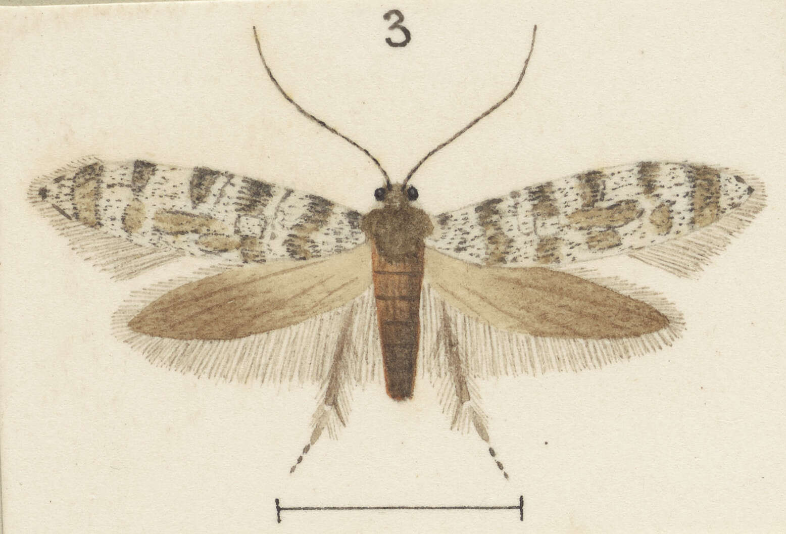 Image of Archyala paraglypta Meyrick 1889