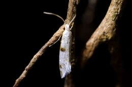 Image of Sagephora felix Meyrick 1914