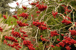 Image of Sorbus subgen. Sorbus