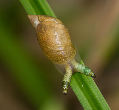 Image of green-banded broodsac