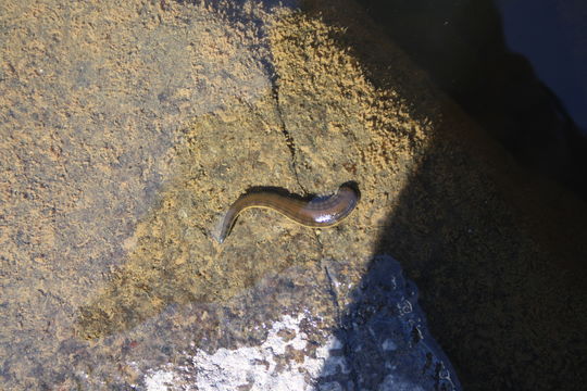 Image of horse leech