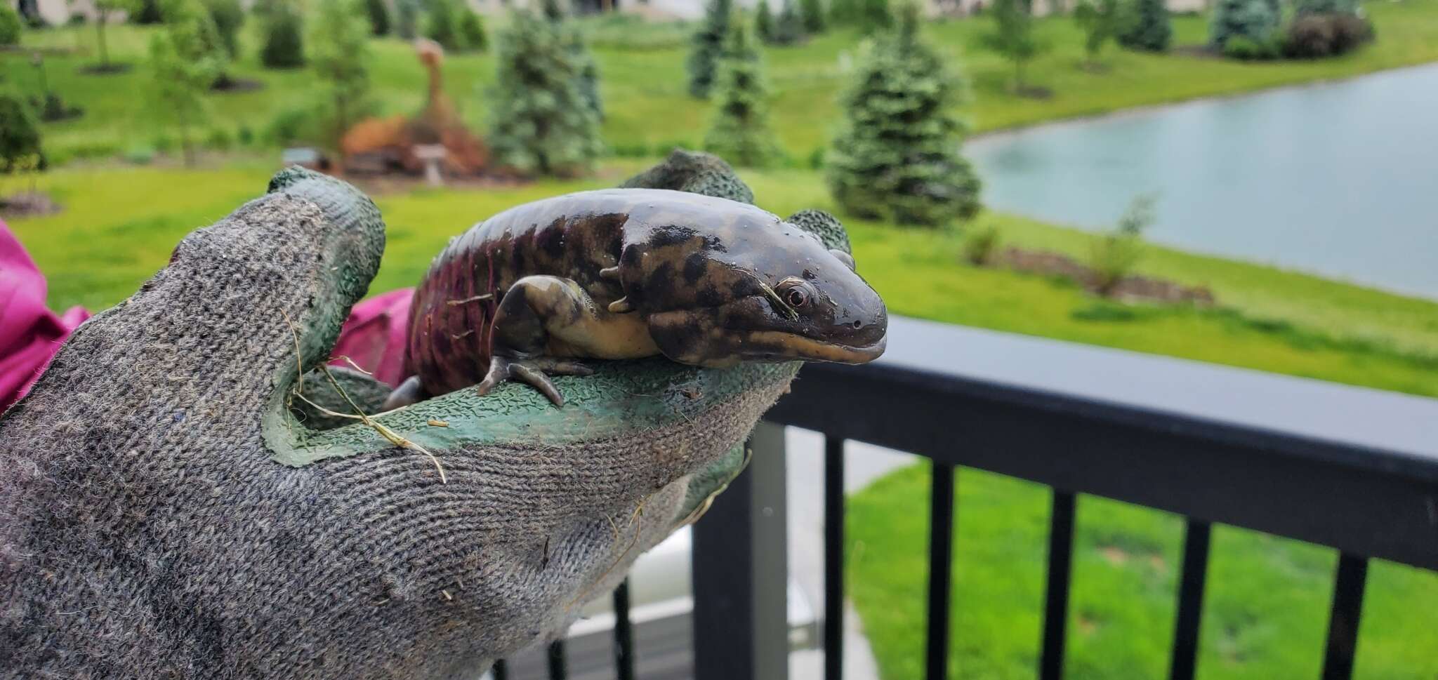 Image of Eastern Tiger Salamander