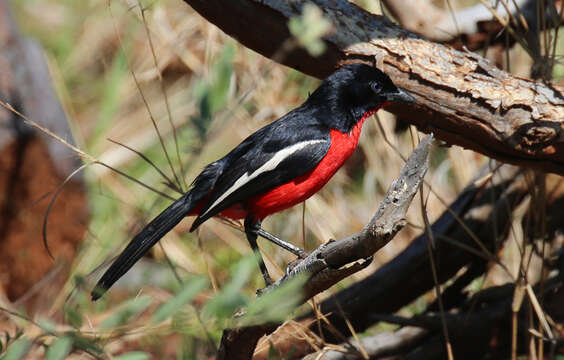 Слика од Laniarius atrococcineus (Burchell 1822)