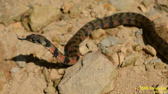 Image of tiger keelback