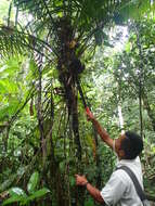 Image of Phytelephas tenuicaulis (Barfod) A. J. Hend.