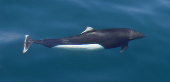 Image of Dall's Porpoise