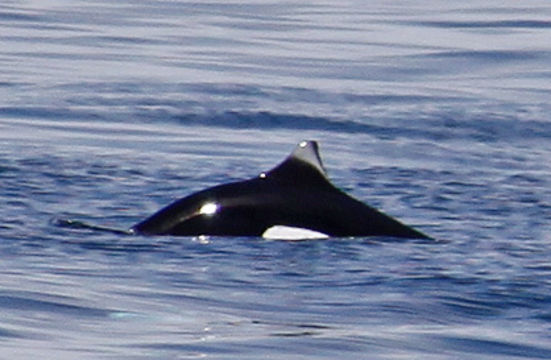 Image of Dall's Porpoise