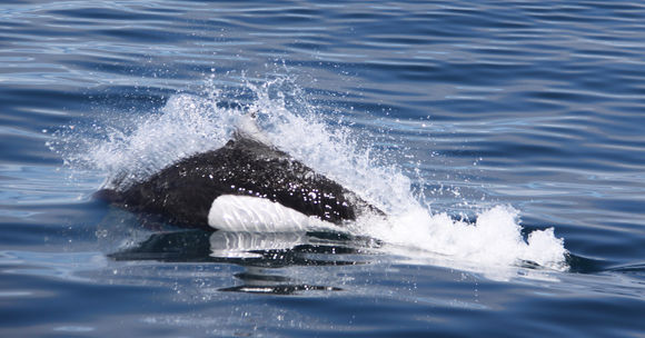Image of Dall's Porpoise