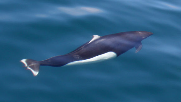 Image of Dall's Porpoise