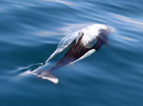 Image of Dall's Porpoise