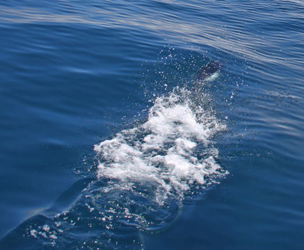 Image of Dall's Porpoise