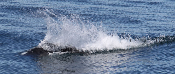 Image of Dall's Porpoise