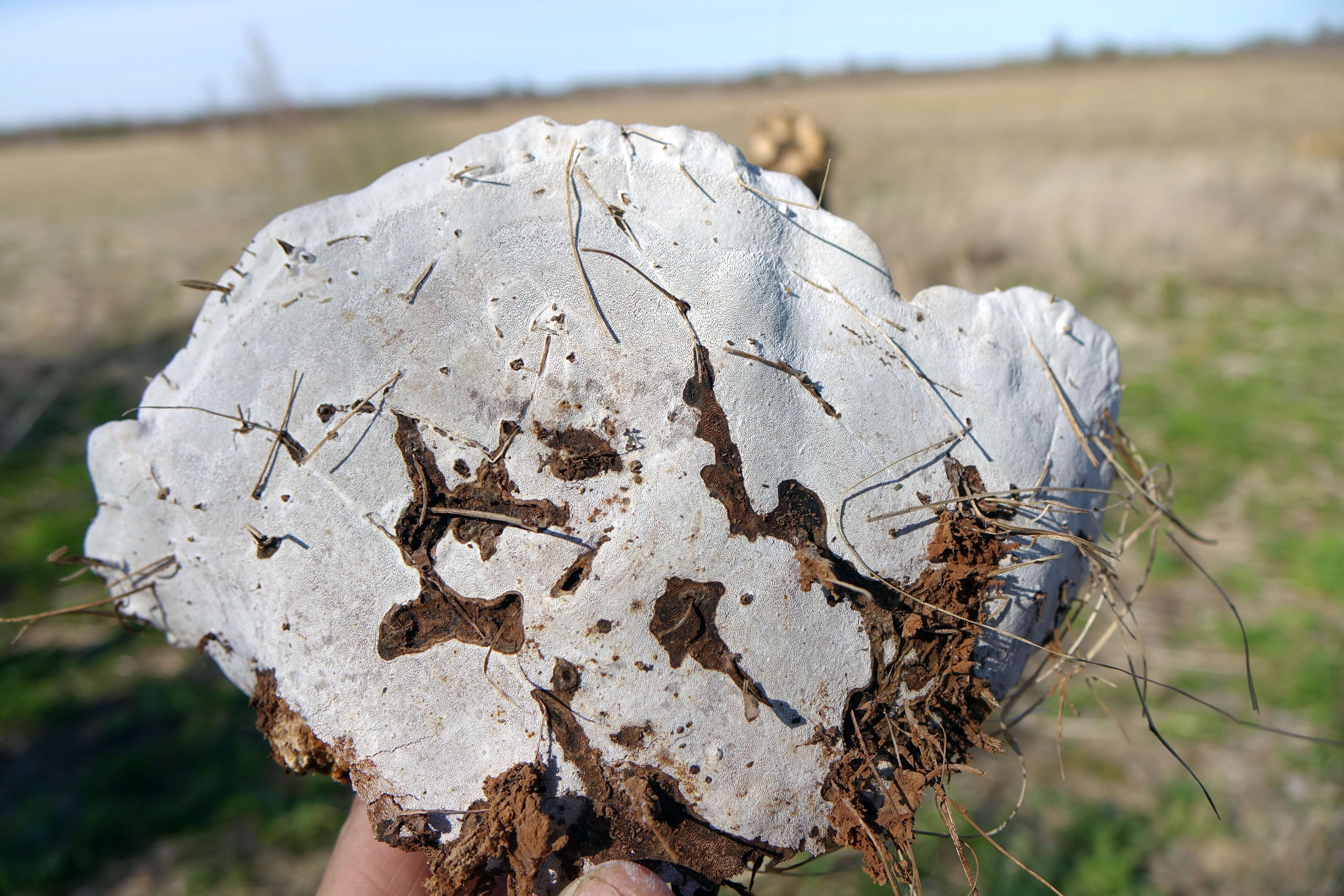 Image de Polypore du pin