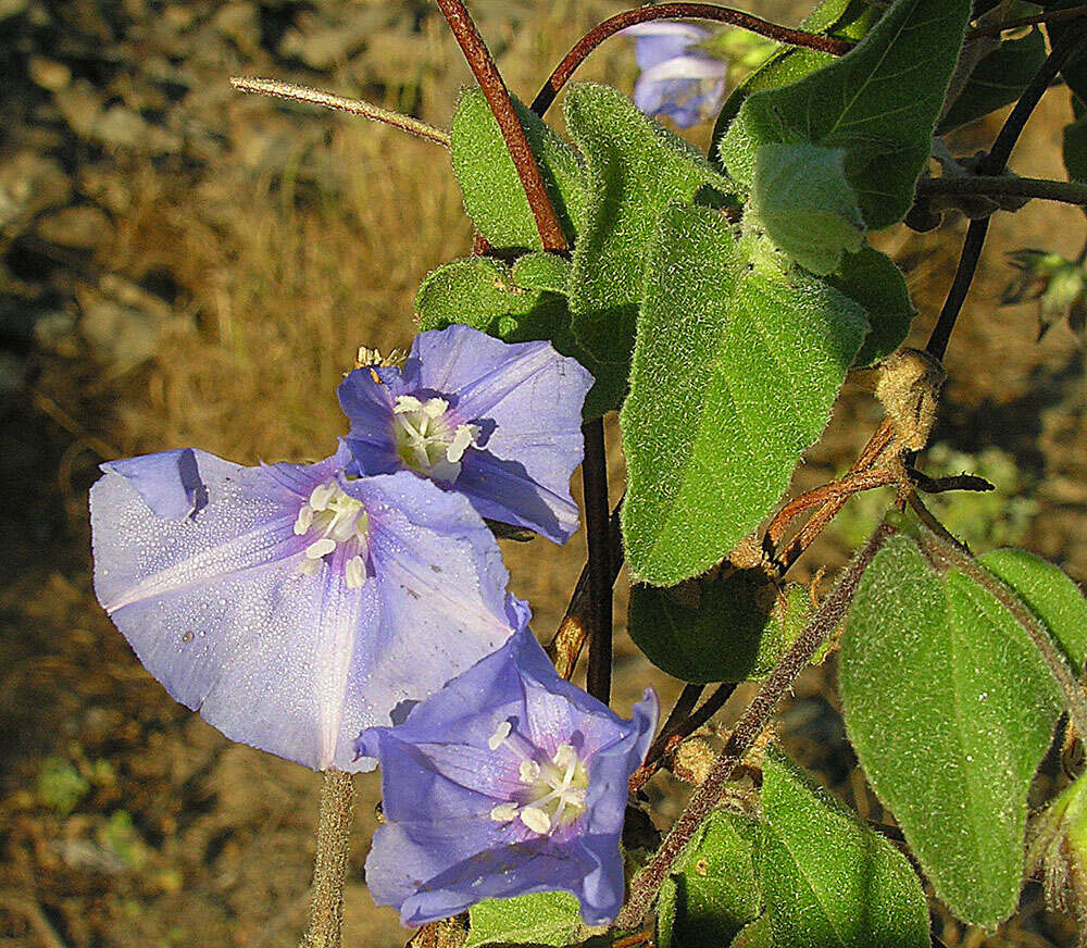 Image of Jacquemontia abutiloides Benth.