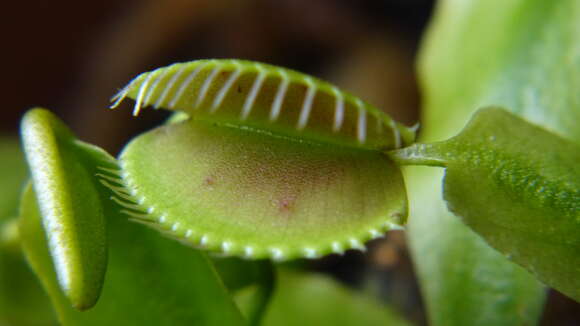 Image de Dionaea