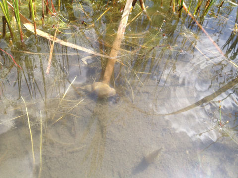 Image of Great Pond Snail