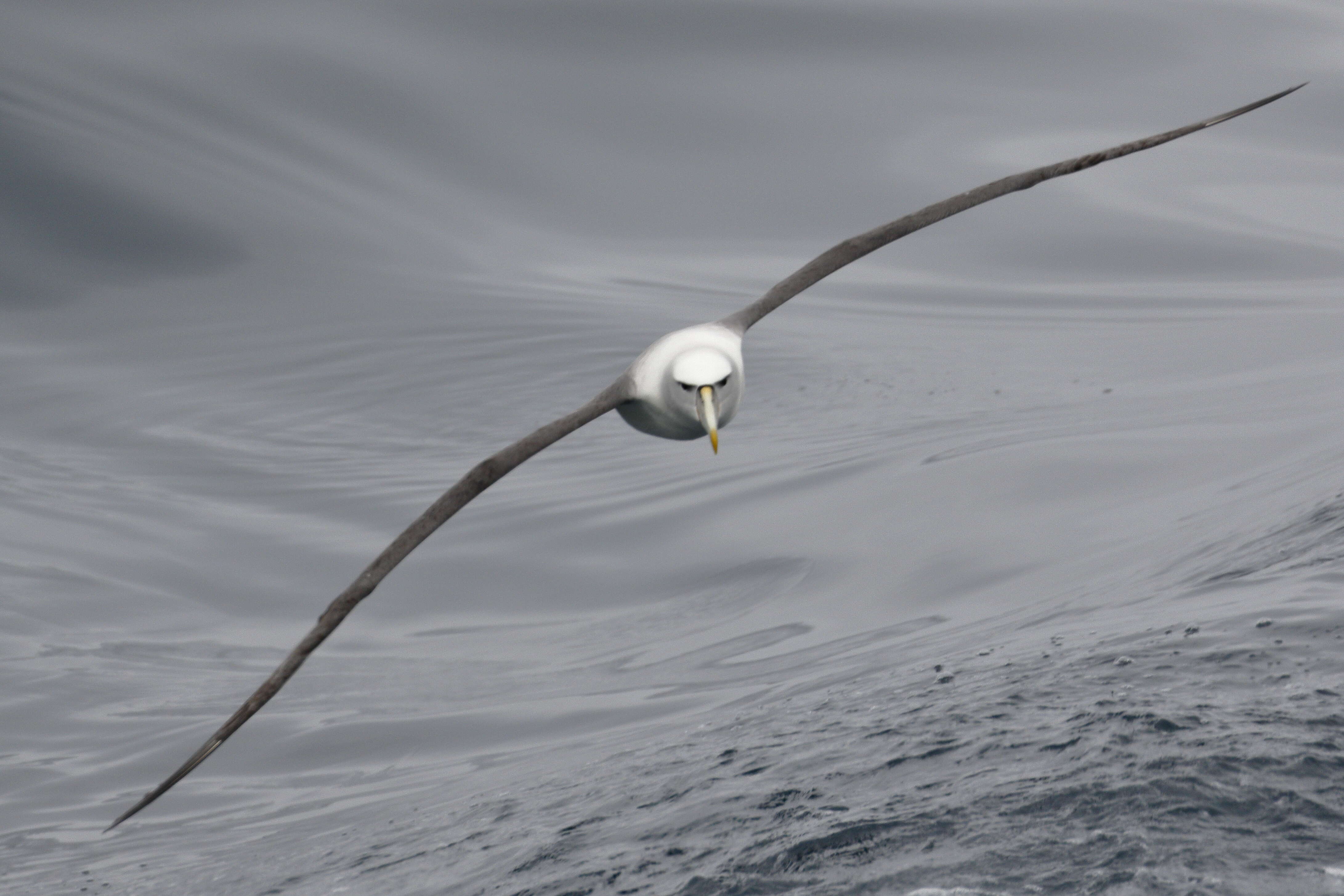 Image of Shy Albatross