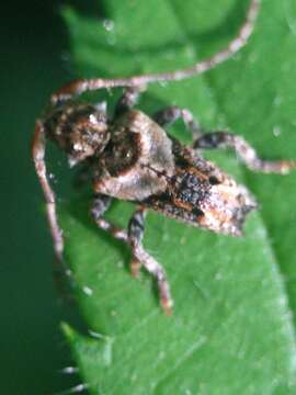 Image of Pogonocherus hispidus (Linné 1758)