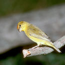 Image of Orange-fronted Yellow Finch