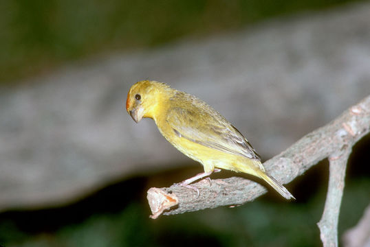 18.https www inaturalist org photos 211145.580x360