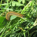Image of Tent caterpillar