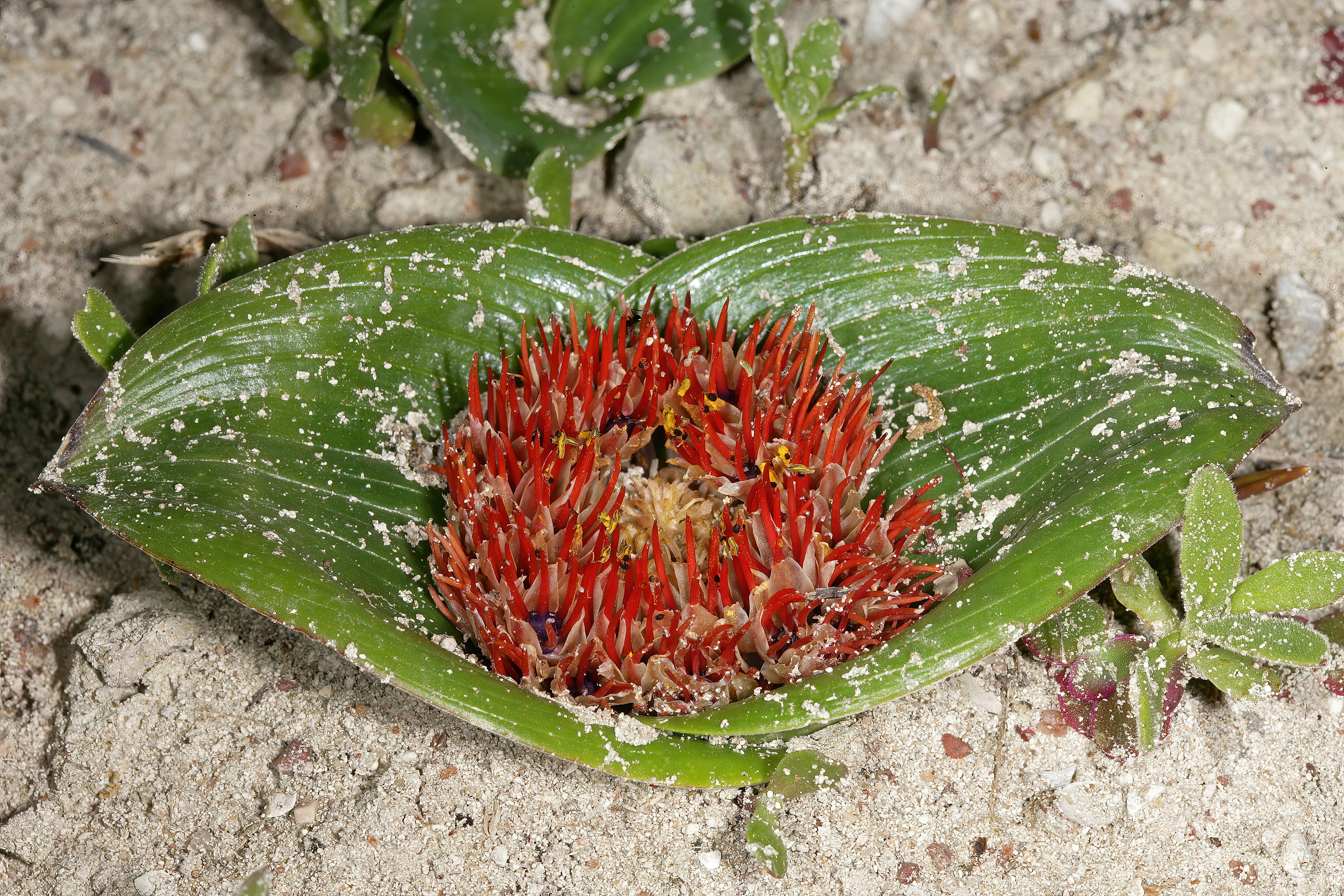 Image of Daubenya zeyheri (Kunth) J. C. Manning & A. M. van der Merwe