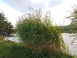 Imagem de Miscanthus sacchariflorus (Maxim.) Benth. & Hook. fil. ex Franch.