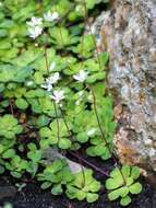 Image of Saxifraga cuneifolia L.