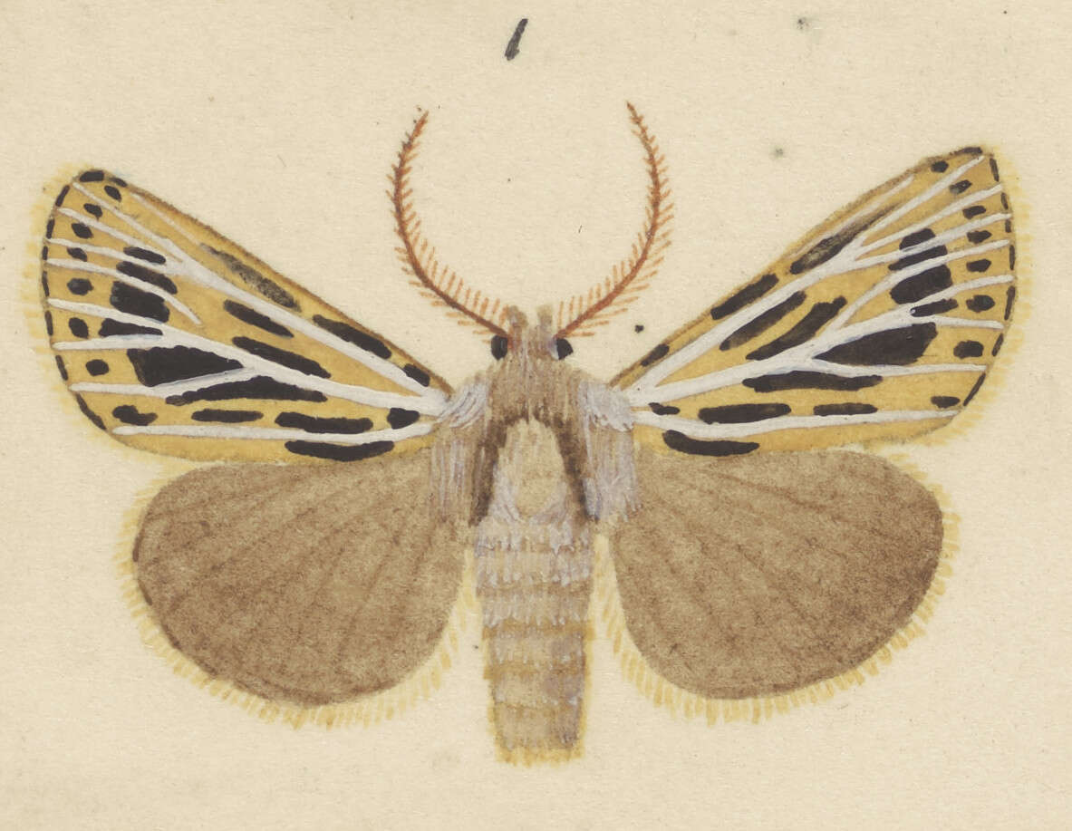 Image of Nivetica nervosa