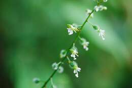 Image de Circaea mollis Sieb. & Zucc.