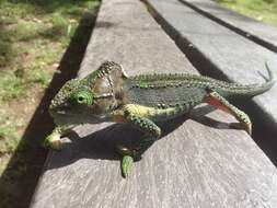 Image of Knysna dwarf chameleon