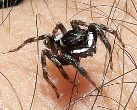 Image of Adanson's House Jumper