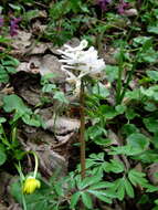 Image of bird-in-a-bush