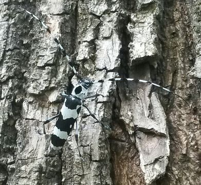 18.https www inaturalist org photos 2113037.580x360