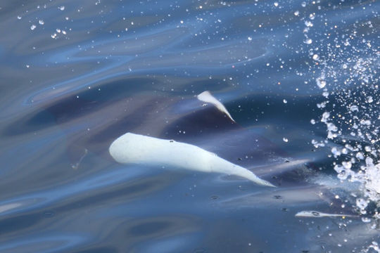 Image of Dall's Porpoise