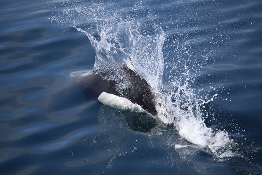 Image of Dall's Porpoise