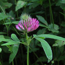 Image of <i>Trifolium medium</i>