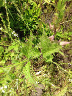 Image of <i>Verbena urticifolia</i>