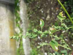 Image of Grey Goosefoot