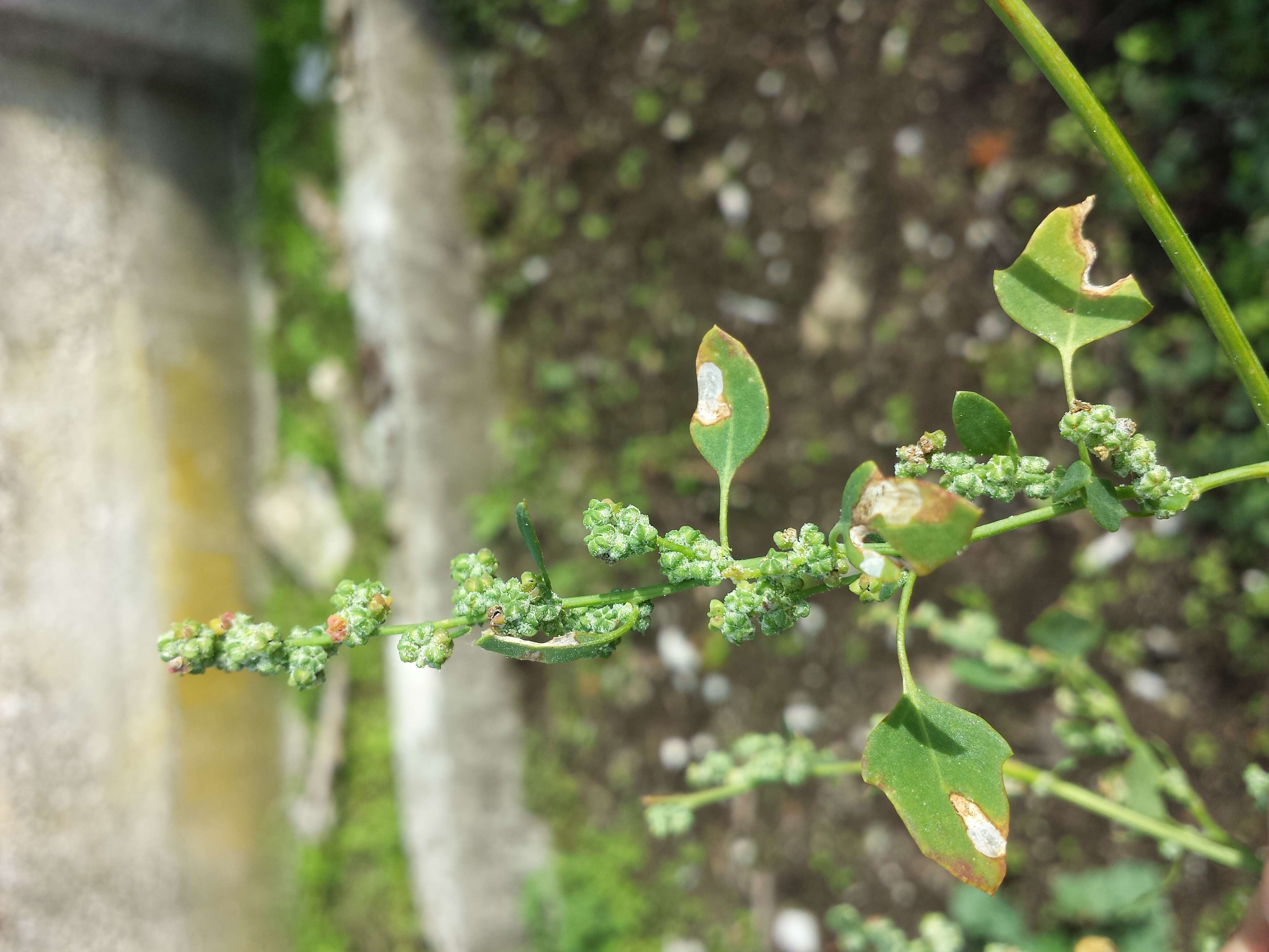 Plancia ëd Chenopodium opulifolium Schrader