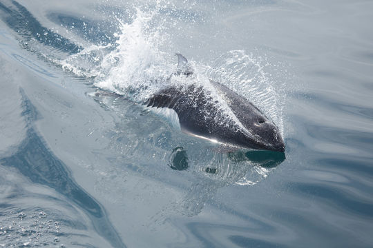 Image of Dall's Porpoise